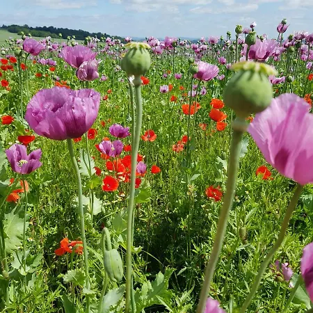 Mohnblume Rosdorf (Lower-Saxony)